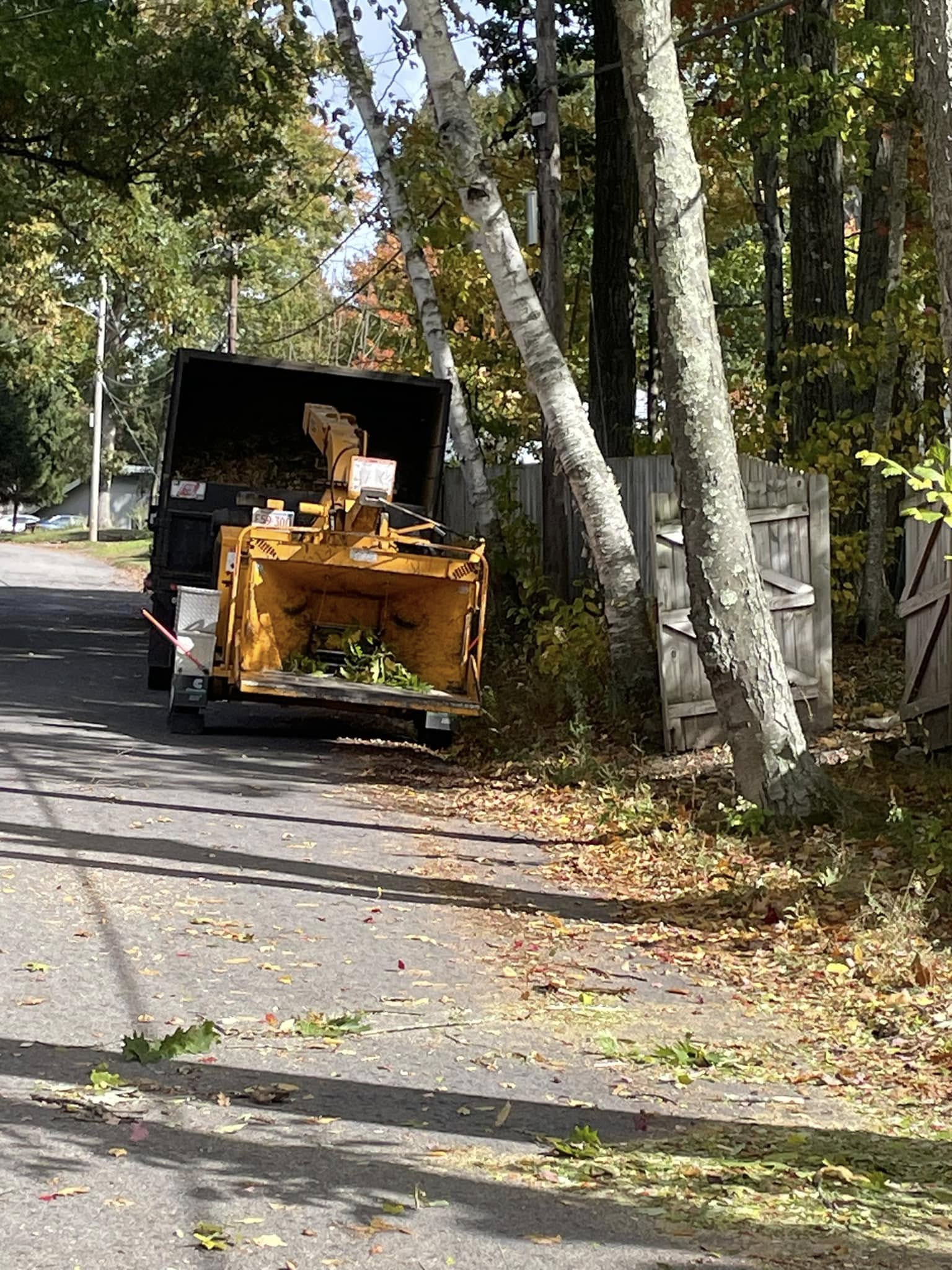 Land Clearing - Branch Manager Tree Service