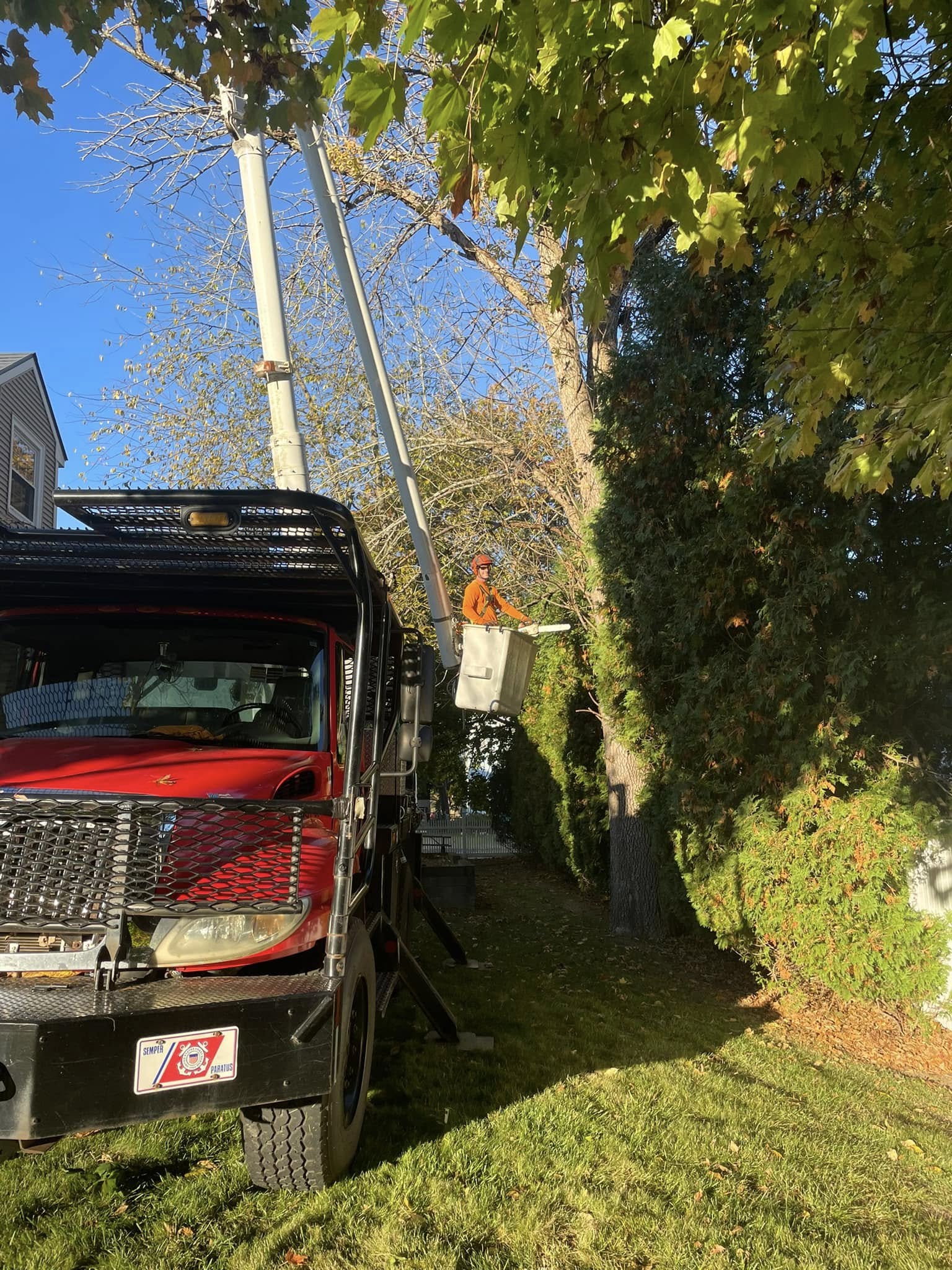 Land Clearing - Branch Manager Tree Service