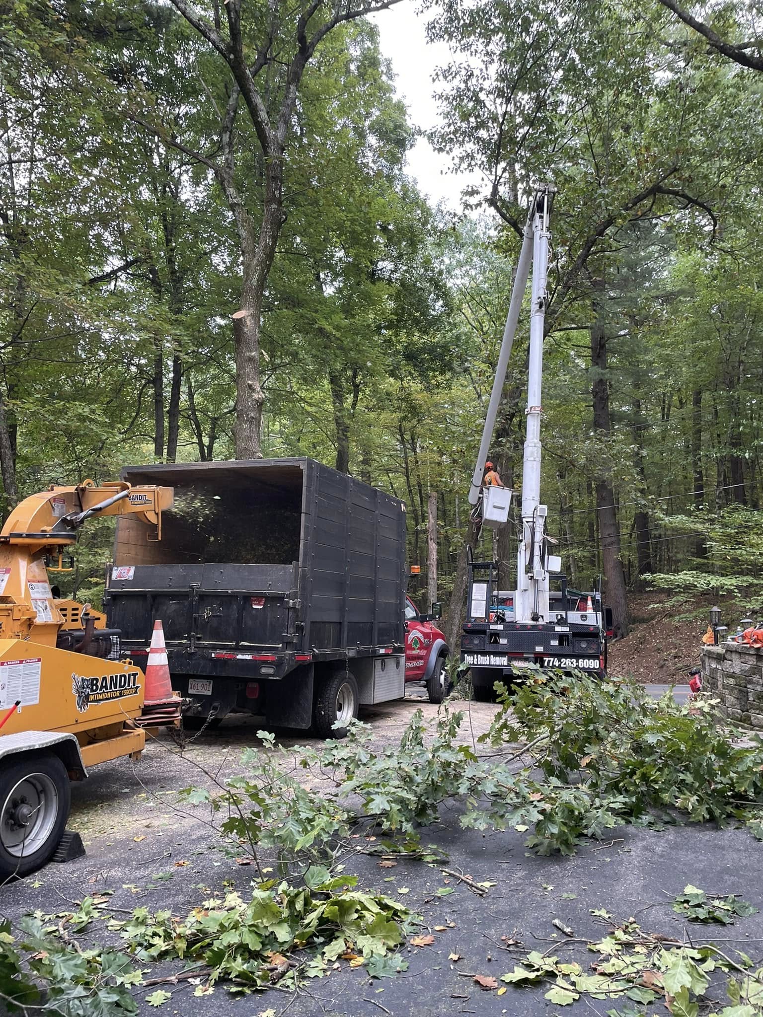 Storm Cleanup - Branch Manager Tree Service